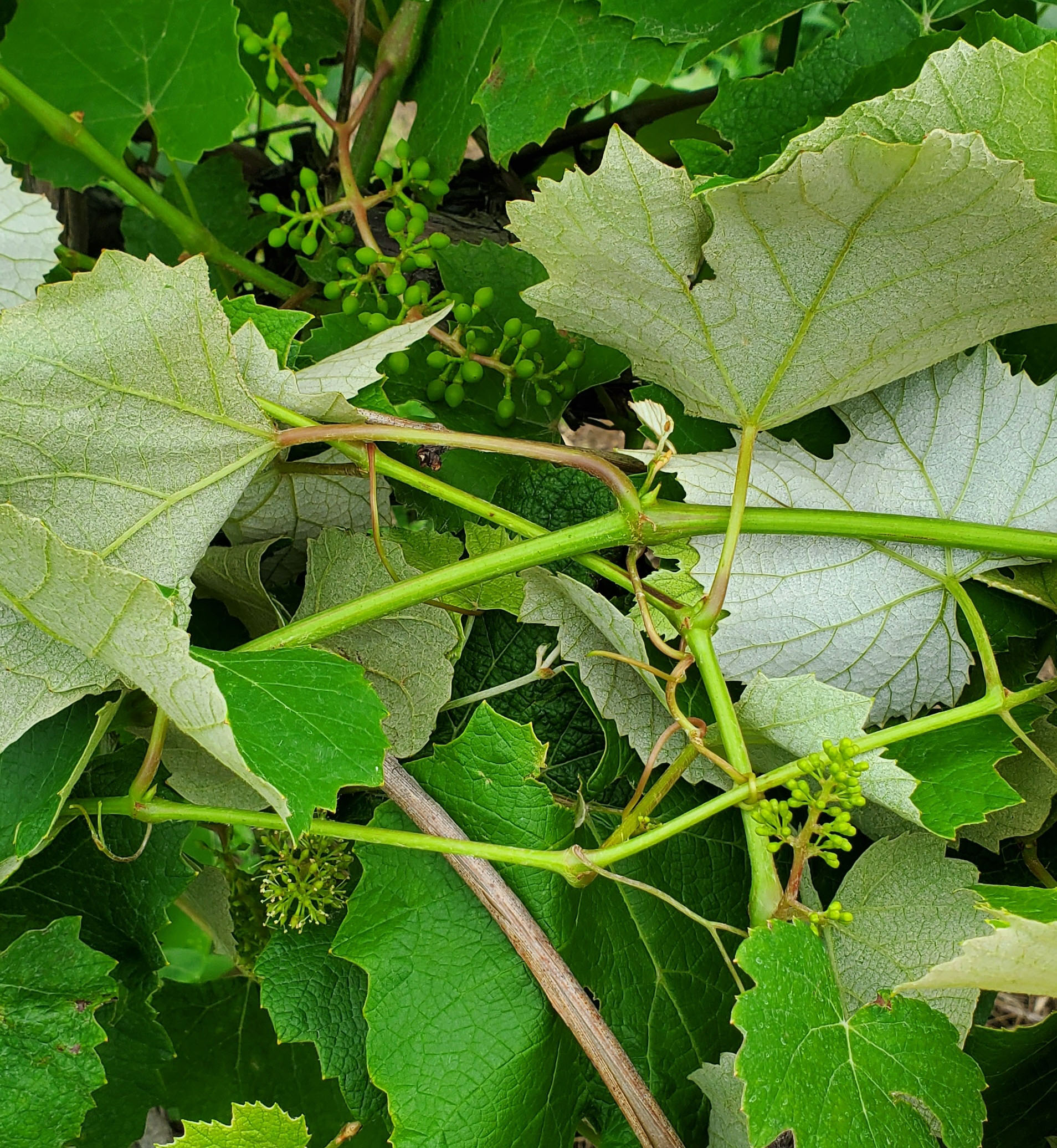 Concord grapes in bloom.